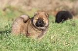 CHOW CHOW 304